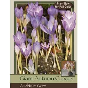  Colchicum Giant Pack of 12 Bulbs Patio, Lawn & Garden