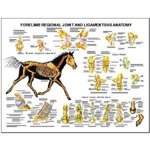 Equine Forelimb Regional Joint Bone Anatomy Chart Horse:  