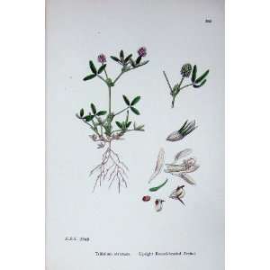   Plants C1902 Upright Round Headed Trefoil Colour