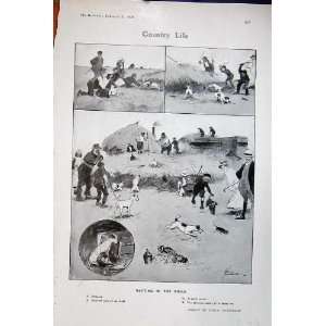  1906 Country Life Ratting Ricks Men Dogs Drawing Lance 