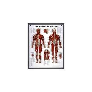  Muscular System Chart: Health & Personal Care