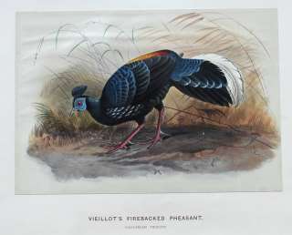 Wolf   Zoological Sketches 1860s H/C Vieillots Firebacked Pheasant 
