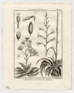 Botanique Plante Agave decoration Gravure 18e  