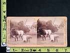 Underwood Stereoview 1901 Little Girl with Sheep and Huge Bull   VERY 