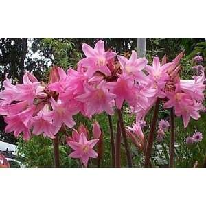  Belladonna Lily Bulb   Amaryllis Jersey Lily: Patio, Lawn 