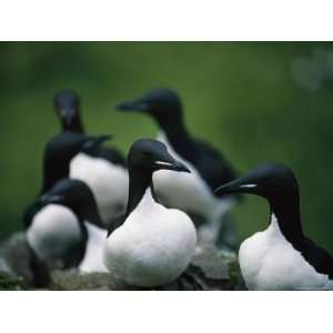 Group of Thick Billed Murres on a St. George Island Rookery Premium 