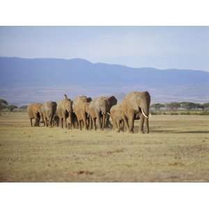  A Group of Elephants Including Young, Amboseli National 