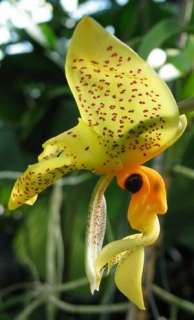 Stanhopea wardii Species Orchid Plant  