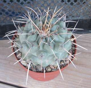Thelocactus rinconensis Large Blue Tubercle Cactus 18  