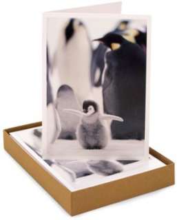   & NOBLE  Emperor Penguin Chick Christmas Boxed Card by Palm Press