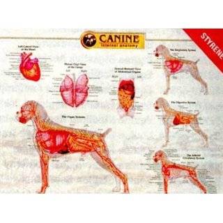  Canine Internal Organ Anatomy Chart Explore similar items