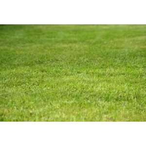  Green Grass Texture   Peel and Stick Wall Decal by 