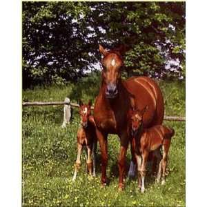  Horse Family    Print