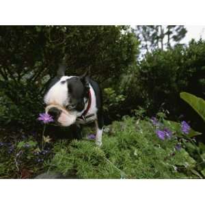  Boston Terrier Sniffs a Flower Growing in a Garden Premium 