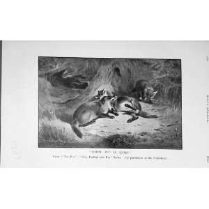 1906 Antique Print Fox Wild Animals Hunting BailyS: Home 