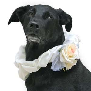  Rose Bouquet Wedding Dog Collar L BLACK: Pet Supplies