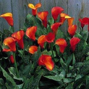   Calla Lily Bulb   Opens Yellow Matures to Flame: Patio, Lawn & Garden
