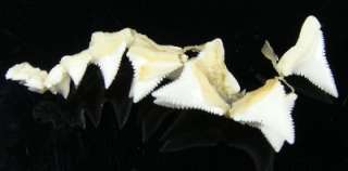 24 Group Upper Modern Great white shark tooth (teeth) !  