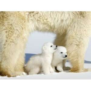 Polar Bear Mother with Twin Cubs, Wapusk National Park, Churchill 