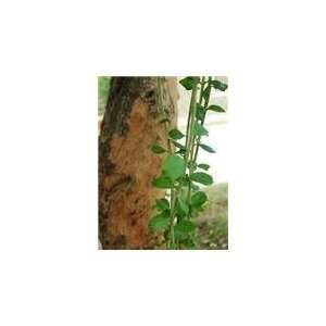   10 Heirloom Henna (Lawsonia inermis) Dye Plant Seeds 