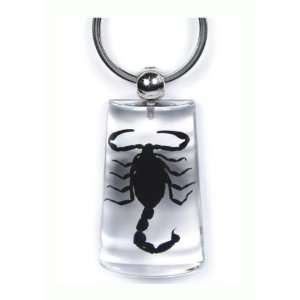 Real Insect Key Chain (Black Scorpion)