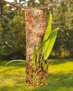 Mounted Hybrid Orchid (LC. Callistoglossa alba Taylor) FRAGRANT 