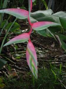 Hanging Pendant Heliconia Sexy Pink Plant Rhizome Platystachys 