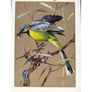   Fine Art Colored Old Print Grey Wagtail Bird Painting