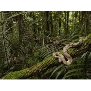 Boa Constrictor (Boa Constrictor) Coiled around a Mossy 