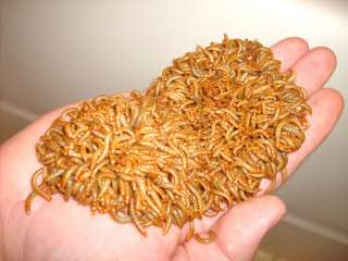 500 Live Med/Large Organic Mealworms Meal Worms  