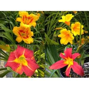  20 Fans Red and Yellow Daylily Collection Patio, Lawn 