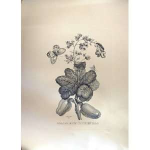  Anacardium Occidentale Large Botanical Print Huyter: Home 