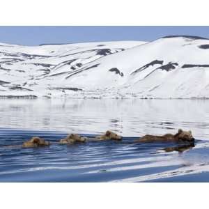  Brown Bear (Ursus Arctos) Mother and Three Cubs Swimming 