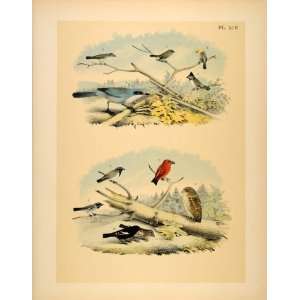  1881 Chromolithograph Birds Titmouse Finch Owl Warbler 