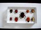 Inset Collection Set   9 Bugs Specimen in Lucite items in Gao Fu 