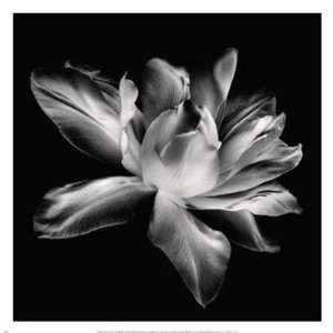   Tulip I Finest LAMINATED Print Donna Geissler 13x13