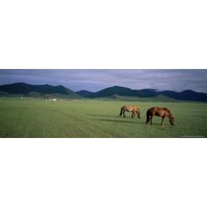  Horses Grazing in Orkhon Valley, Ovorkhangai Province 