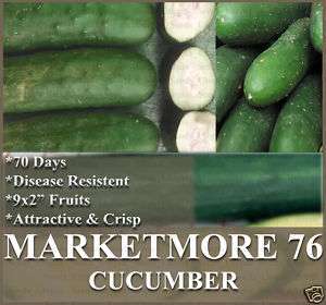 Cucumber seeds ~ ORGANIC~ MARKETMORE ~DISEASE RESISTENT  