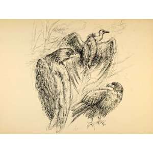   Wildlife Ernst Denzler Vulture Crows Pen Art   Original Halftone Print