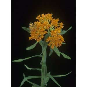  Butterfly on a Butterfly Weed (Asclepias Tuberosa), North 
