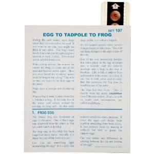 American Educational T 107 Microslide Egg to Tadpole to Frog Lesson 