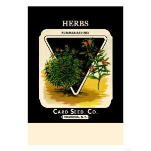  Herbs Summer Savory Premium Poster Print, 24x32