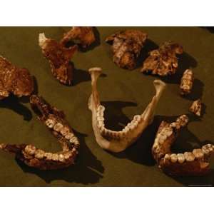 Skull Fragments of Australopithecus Robustus and Homo Sapiens Sapiens 