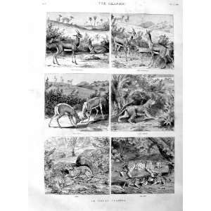   1886 Indian Tiger Hunting Antelope Wild Animals Print: Home & Kitchen