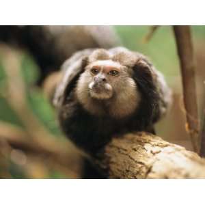  A Black Tufted Ear Marmoset Clings to a Tree Branch 