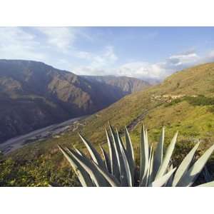  Cactus in Chicamocha National Park, Colombia, South 
