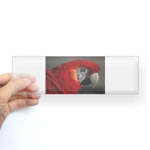  Bumper Sticker Clear Scarlet Macaw   Bird 