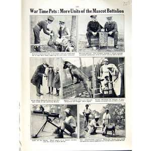   1916 WORLD WAR AFRICA SOLDIERS NURSES BADCOCK MASCOT: Home & Kitchen