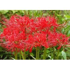  Lycoris Red Radiata   3 Large 10/12cm Bulbs Patio, Lawn 