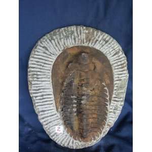  Complete Trilobite Fossil Plate, 2.8.2 